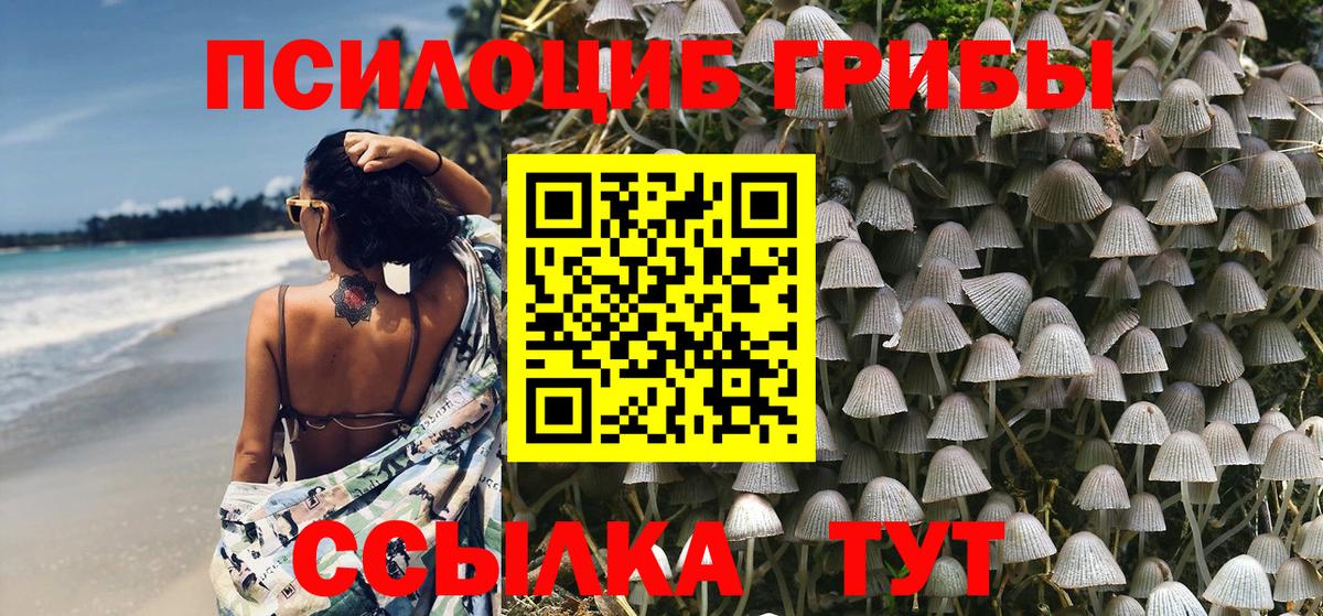 Псилоцибиновые грибы Psilocybe Лиски